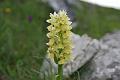 orchis   pauciflora